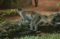 Kenya 104